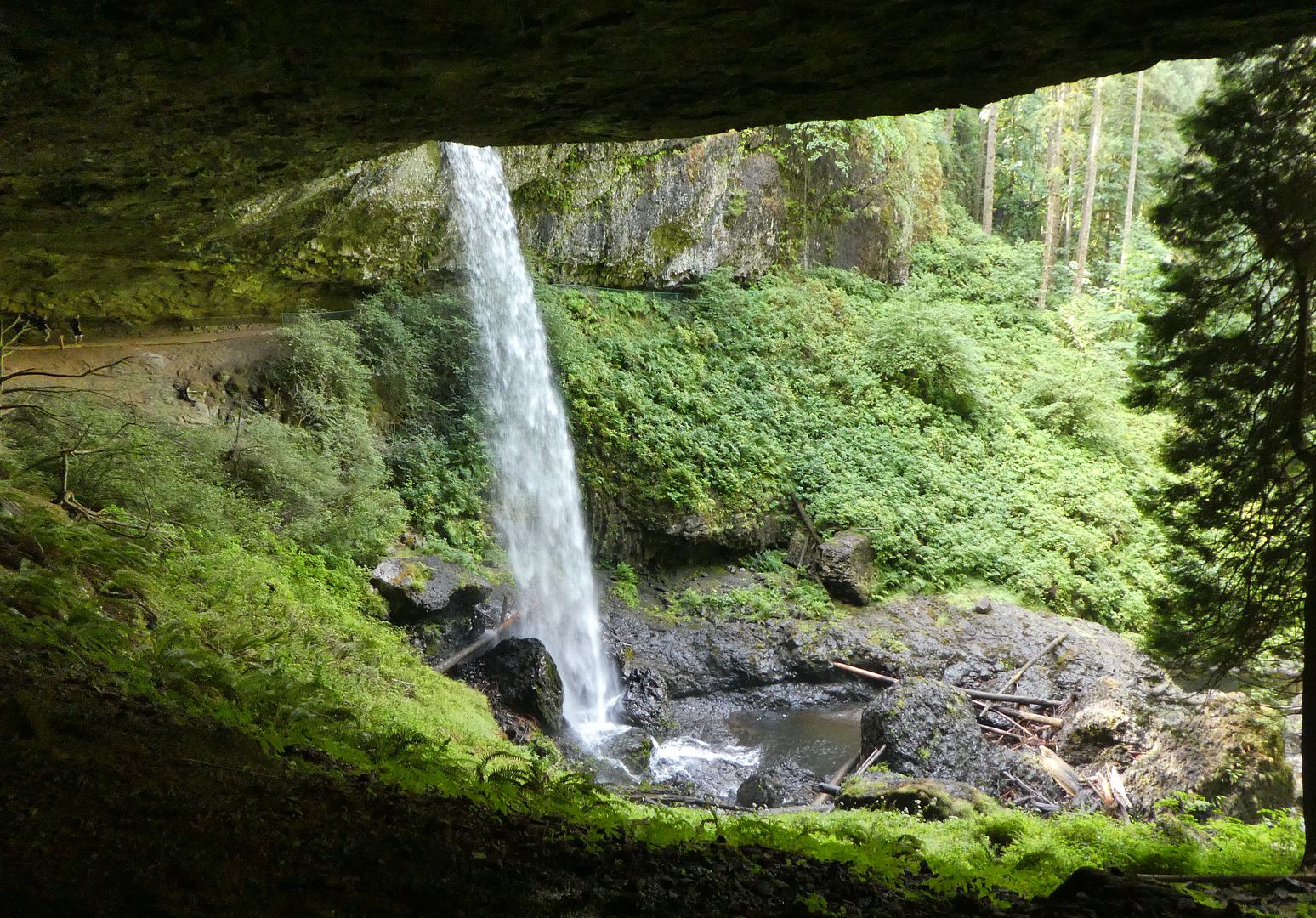 Кочедыжник silver falls описание